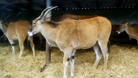 Antelope in a barn Stockbeeldmateriaal 122203952