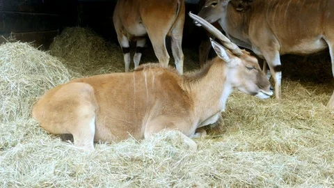Antelope in a barn Stock Footage 122204043
