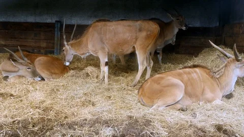 Antelope in a barn Stockbeeldmateriaal 122204313