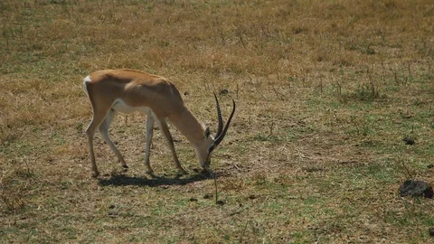 Antelope with big horns eats grass in Africa Stock Footage 104974917