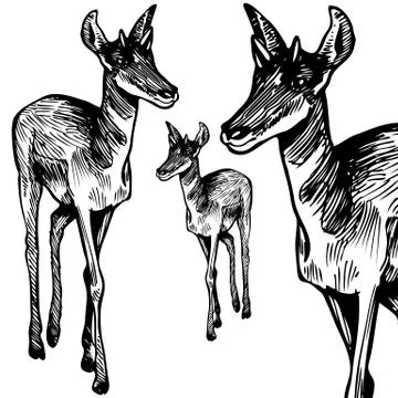 Antelope - black and white Stock Illustration