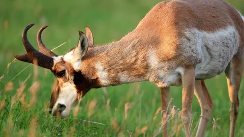 Antelope Buck Stock Footage 341367803