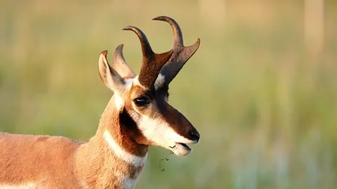 Antelope Buck Stock Footage 341367825