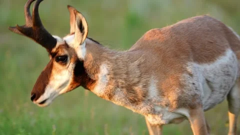 Antelope Buck Stock Footage 341368038