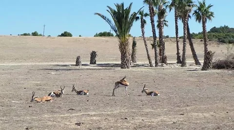 Antelope in the bush Video stock 50554922