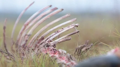Antelope carcass laying in grass, close-up, focus pull Stock Footage 82073140