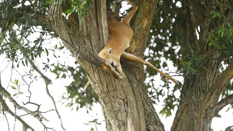 Antelope carcass placed on top of a tree by a leopard in the Savannah. 動画素材 332409344