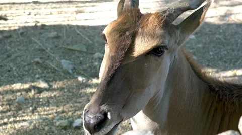 Antelope chewing grass in zoo Stock Footage 66254540