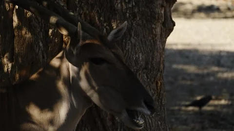 Antelope chewing while standing near a tree in a zoo enclosure under natural Stock Footage 325793956