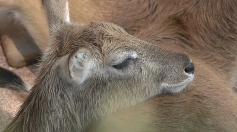 Antelope Close Up Stock Footage 64895785