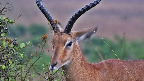 Antelope Closeup Nairobi Game Park Stock Photos