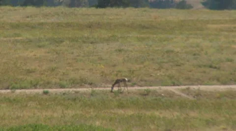 Antelope in the Distance Stock Footage 11757372