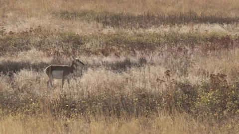 Antelope Eating 4k Stock Footage 152542259