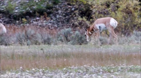 Antelope in Field Stock Footage 45291459