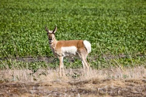 Antelope in Field Stock Photos