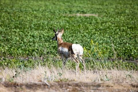 Antelope in Field Stock Photos