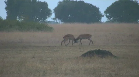 Antelope fighting Stock Footage 501409