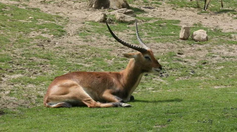 Antelope Stock Footage 494252