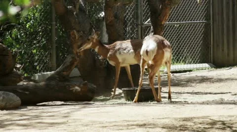 Antelope Stock Footage 10880635