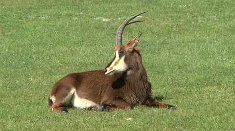 Antelope Stock-Footage 11024931