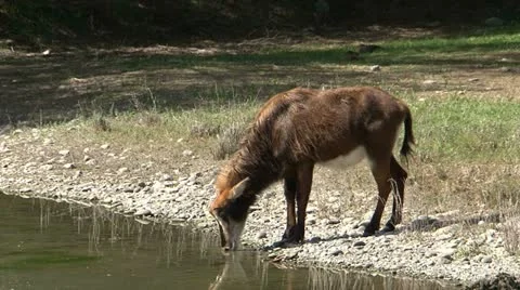 Antelope Stock-Footage 11025505