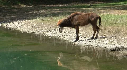 Antelope Stock-Footage 11026763