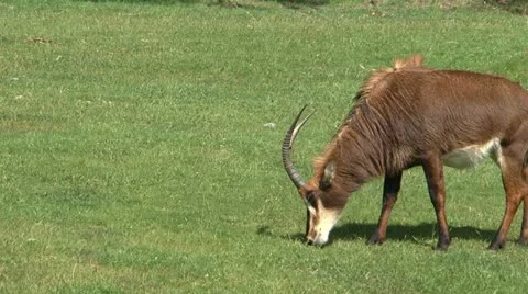 Antelope Vidéo 11028070