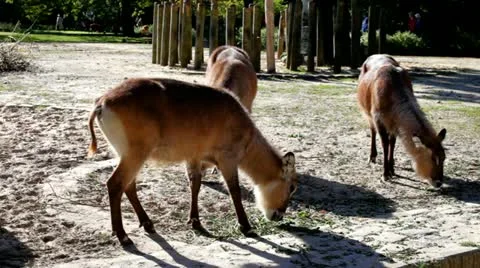 Antelope Video stock 20610064