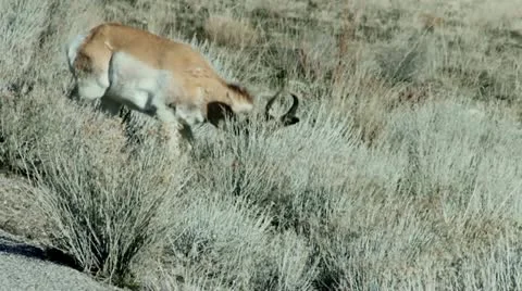 Antelope Stock Footage 21514177