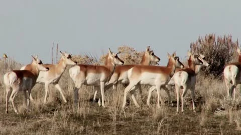 Antelope Stock Footage 21514284