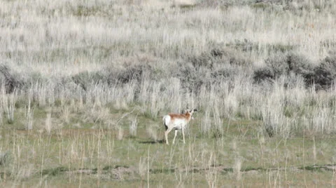 Antelope Stock Footage 22957219