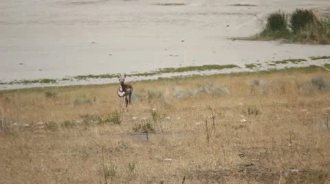 Antelope Stock Footage 27064589
