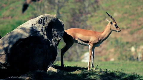 Antelope Stock Footage 32481709