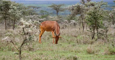 Antelope Stock Footage 60381211