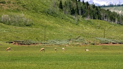 Antelope 動画素材 83398660