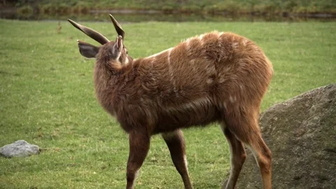 Antelope Stock Footage 151655342