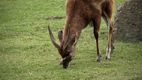 Antelope Video stock 151656324