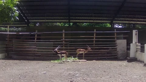 Antelope Stock Footage 168082196