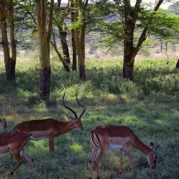 Antelope in the forest in Africa Stock Photos
