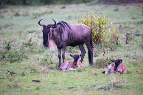 An antelope gnu with two little gnu babies Stock Photos
