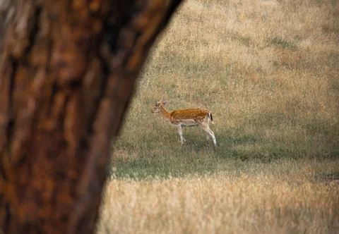 Antelope in grass Stock Photos