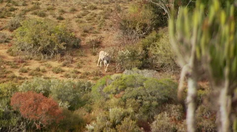 Antelope in grassland Stock Footage 54591262
