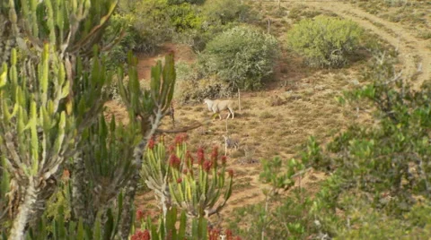 Antelope in grassland Stock Footage 54591273