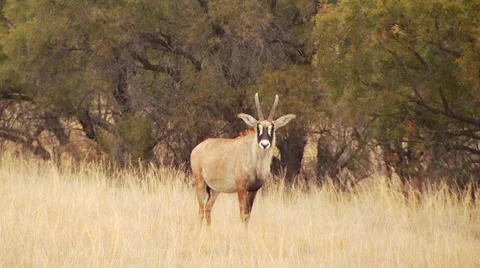Antelope in grassland of ranch Stock Footage 54590779