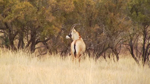 Antelope in grassland of ranch Stock Footage 54590785