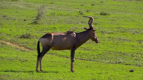 Antelope grazes on grass Stock Footage 108490325