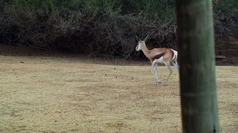 Antelope grazing in field at ranch Stock Footage 54591061