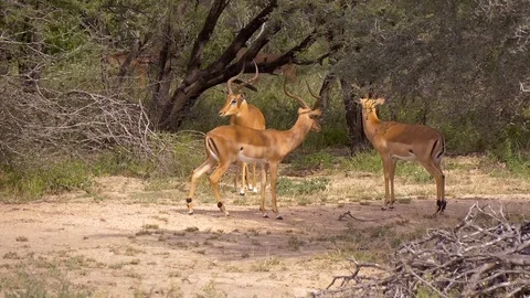 Antelope grazing in grass Stock Footage 108489388