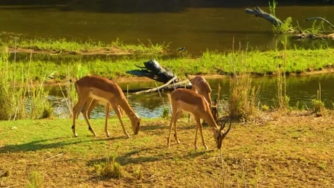 Antelope Grazing on Grass Stock Footage 323145762