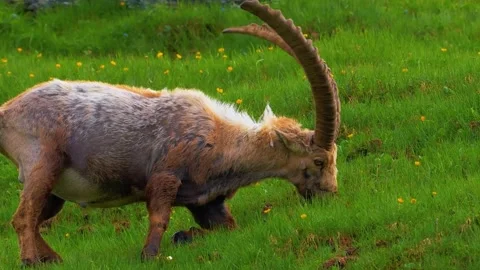  Antelope Grazing on Grass Stock Footage 323146202